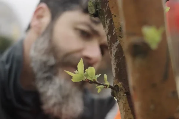 Oog voor detail – wervingsvideo groenvoorziening gemeente Utrecht Groenmedewerker van gemeente Utrecht bekijkt van dichtbij de uitlopende knoppen aan een jonge boom
